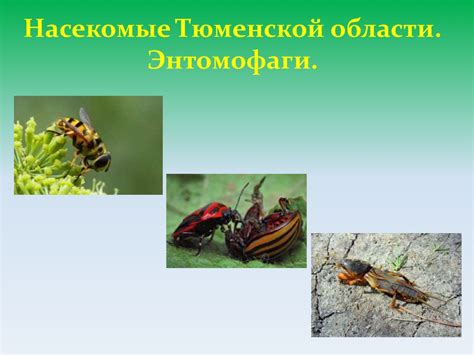 Насекомые Тюменской области. Энтомофаги - online presentation
