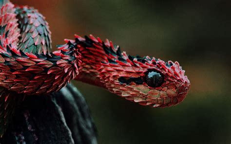 African Bush Viper - The Majestic Snake of Africa