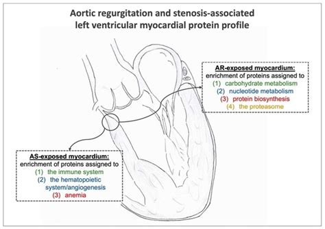Cells | Special Issue : Research Advances Related to Cardiovascular System