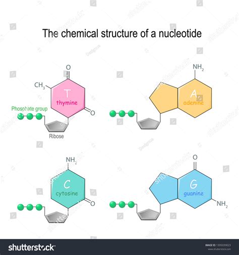 Structure Of Nucleotide