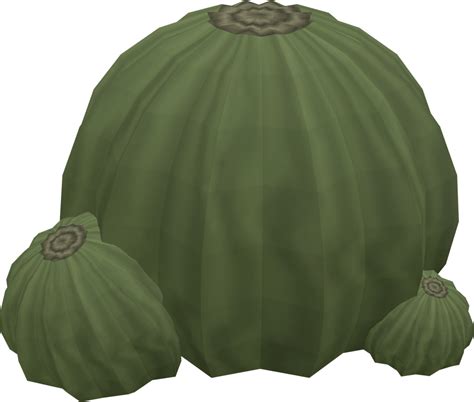 Potato cactus (Farming)/Growth stages - The RuneScape Wiki