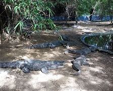 Man killed by 40 crocs 的图像结果