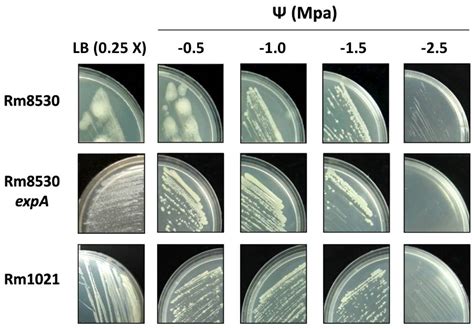 Exopolysaccharide II Is Relevant for the Survival of Sinorhizobium ...
