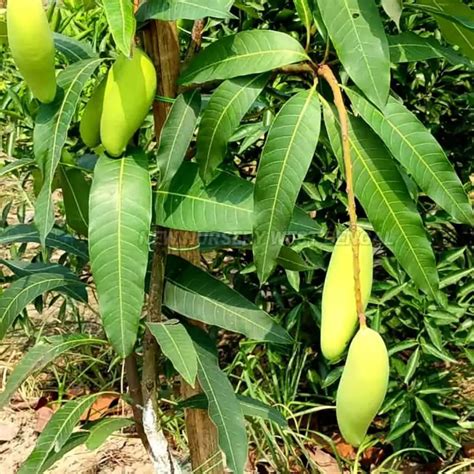 Dwarf Thai Banana Mango (Grafted) - Plants – Lalit Enterprise