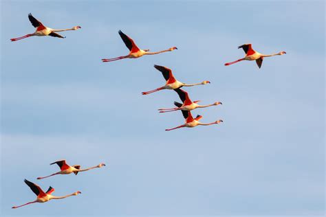 Can Flamingos Fly? - Everything You Need to Know About the Flight of ...