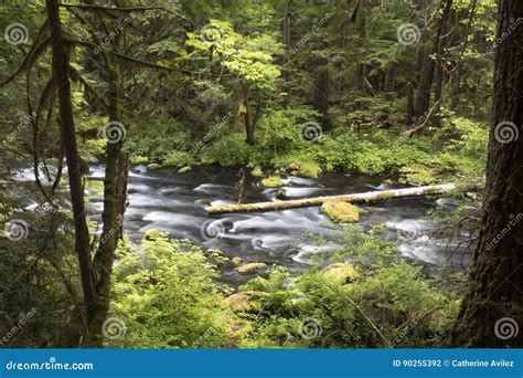 Mckenzie River Eugene