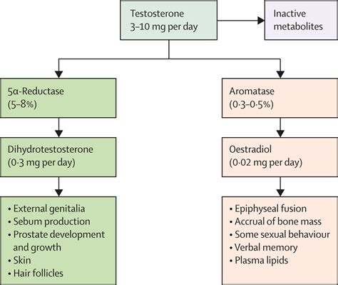 Male hypogonadism - The Lancet