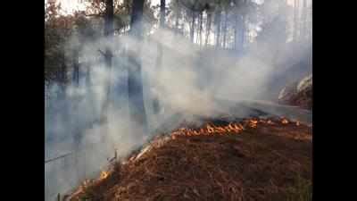 Unusual forest fire season: Around 140 hectares of forest cover gutted ...