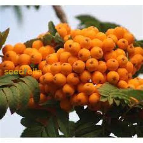 Orange Sorbus Alnifolia Seeds For Fruit Planting Brighten Your Garden ...