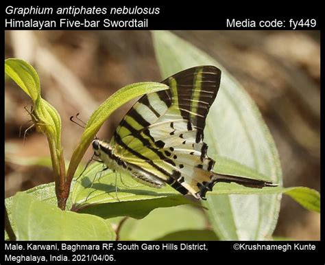 Graphium antiphates (Cramer, [1775]) - Five-bar Swordtail | Butterfly
