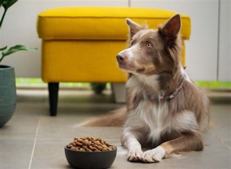 Dog Feeding Guidelines From the Vet: For 6 months and older