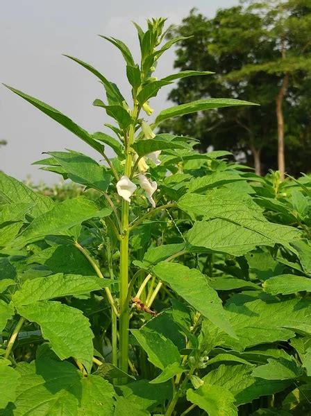 Image result for Sesame Seed Tree