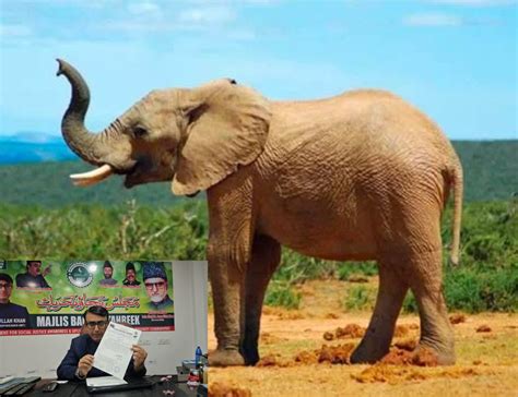 Call to end hiring elephants for Hyderabad’s Bibi Ka Alam