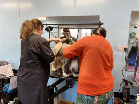 Dog Grooming Courses UK | Paw Pad Dog Grooming Academy