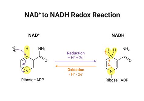 NAD+ to NADH Redox Reaction | BioRender Science Templates