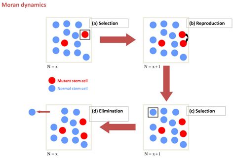 Moran Process 的图像结果