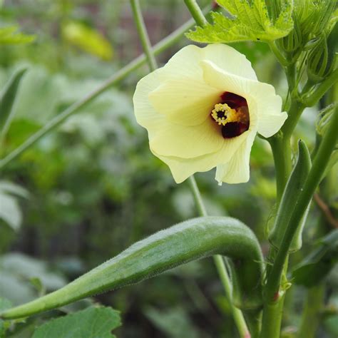How To Grow Lady Finger (Okra/Bhindi) At Home? — Lazy Gardener - Online ...