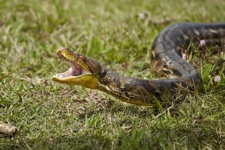 Image result for Reticulated Python's World