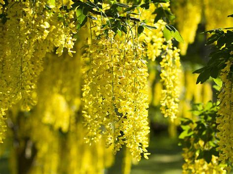 How to Grow and Care for Laburnum - World of Flowering Plants