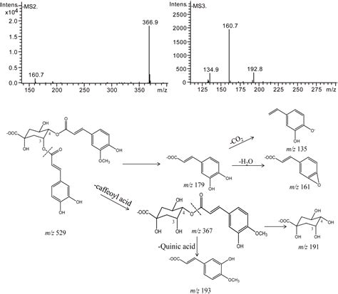 Stability and Degradation of Caffeoylquinic Acids under Different ...