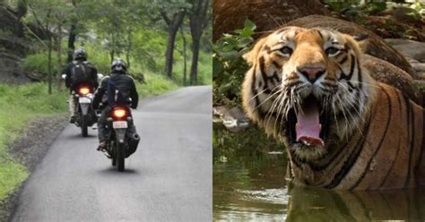 Horrific: Tiger Attacks Bikers, Drags 25-year-old Youth Into Corbett Forest