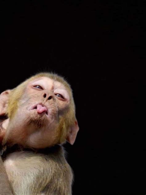 Download Funny Monkey Meme Face Wallpaper | Wallpapers.com