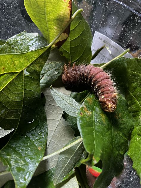Imperial Moth Caterpillar : r/moths
