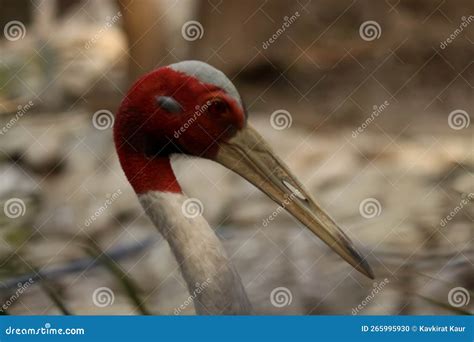 Closeup of Red Crowned Crane Head Beak Stock Photo - Image of gull ...