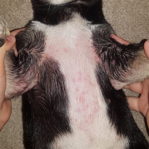 How to reduce your dog’s risk of getting, giving poison ivy - Farm and Dairy
