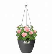 Image result for Hanging Basket with Purple Flowers