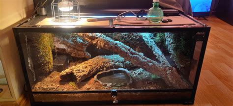 Bioactive Ball Python Setup 的图像结果