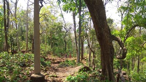 Petition · D . M. & DMF Sundargarh: Build a Road to Tasada to help ...