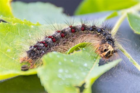 Large-Scale Gypsy Moth Engine 的图像结果