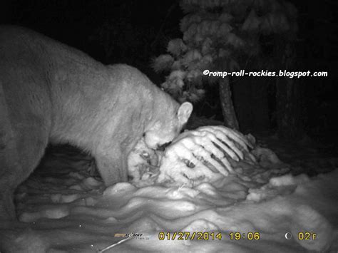 Mountain Lion Eats Coyote 的图像结果