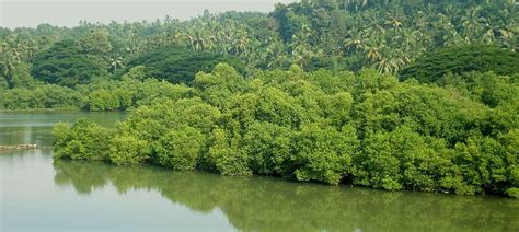 Kerala is finally realising the need to preserve its mangroves