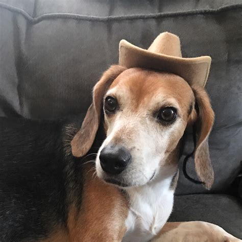 Image result for Python Pete Beagle