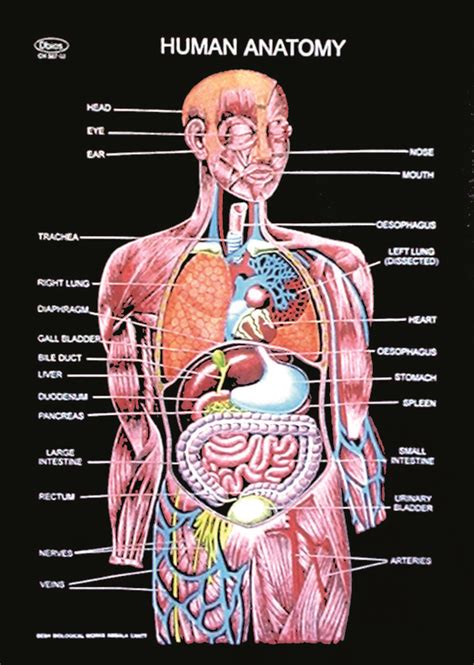 Image result for Body Control Module
