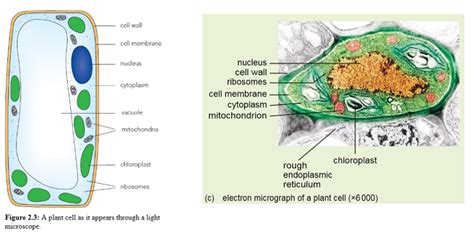 Biology Cell Structure 的图像结果
