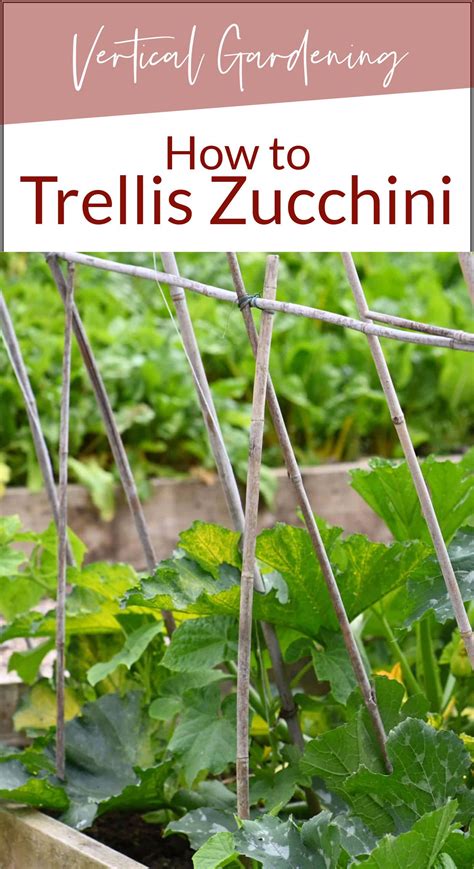 How To Train Zucchini To Grow Vertically at Loren Bona blog