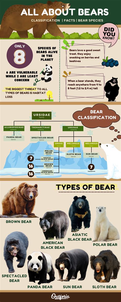Types Of Bears The Eight (8) Bear Species of the World | Bear With Us