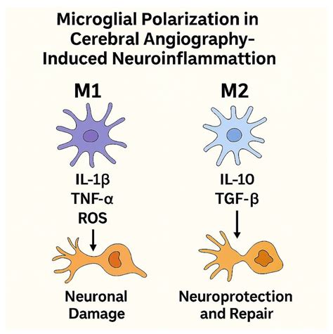 Cellular Mechanisms Underlying Endothelial and Histopathological ...