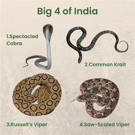 Serpents in the Spotlight: World Snake Day 2024 - Wildlife Trust of India