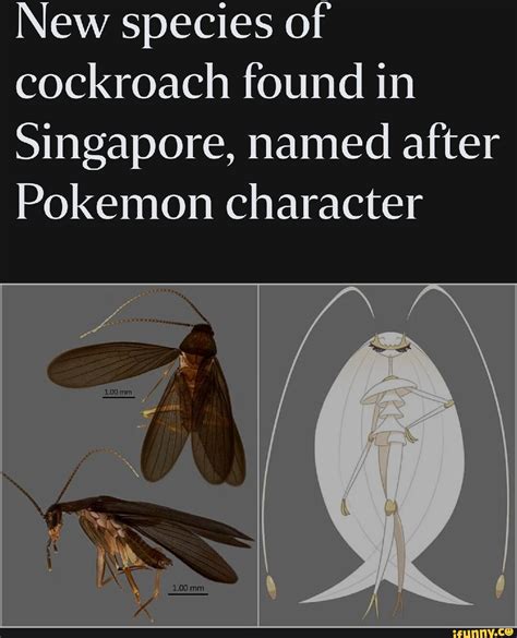 Cockroach Pokemon 的图像结果