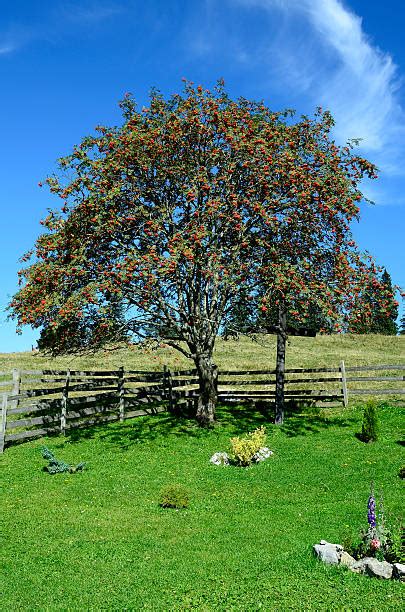 Image result for Mountain Ash Tree Problems