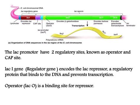 Image result for Positive Und Negative Regulation Lac Operon Chart