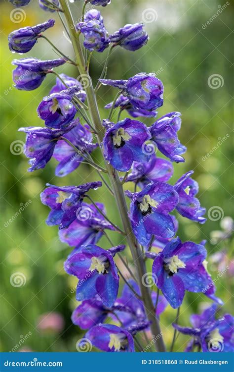 Delphinium Genus from Ranunculus Family. the Name Delphinium Comes from the Latin Word Dolphin ...