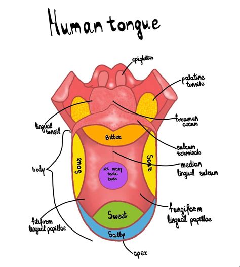 Human tongue anatomy – Artofit