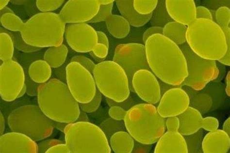 普通生物显微镜可以看真菌菌丝吗？