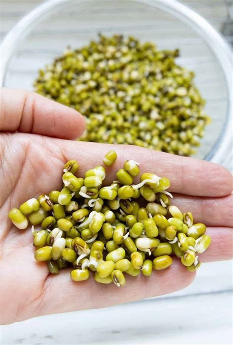What Are Bean Sprouts How To Grow Mung Bean Sprouts (Sukju Namul: