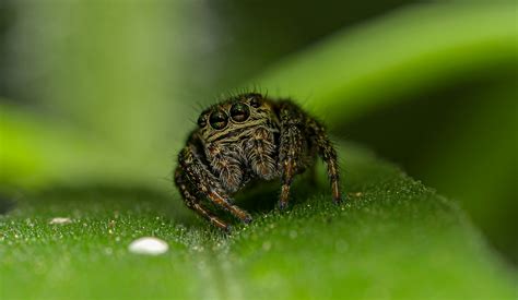 Orange and Black Spider · Free Stock Photo